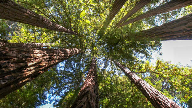 Best Tree Trimming and Pruning  in Maltby, WA